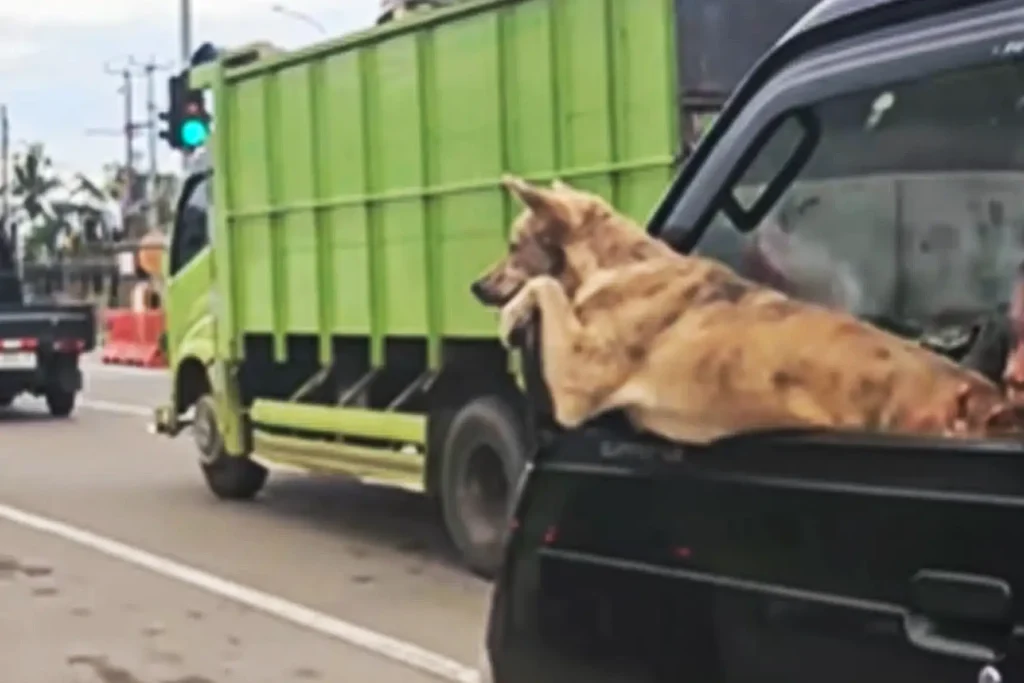 Anjing Menikmati Perjalanan
