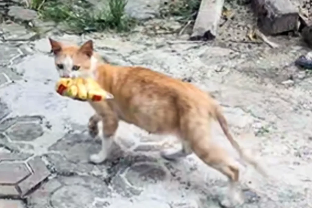 Kucing Kasih Makan