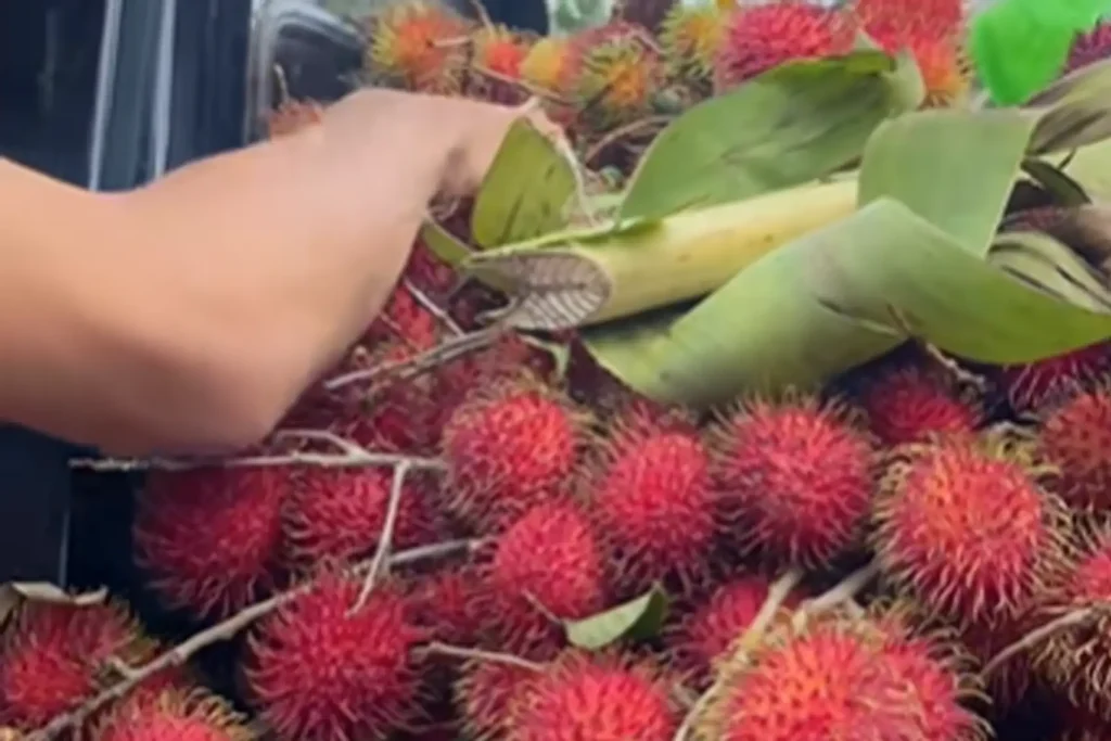 Minta Rambutan Di Jalan