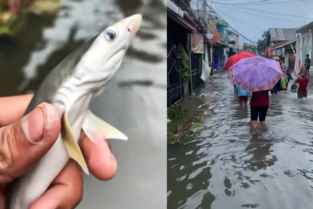 Penemuan Hiu Ditengah Banjir