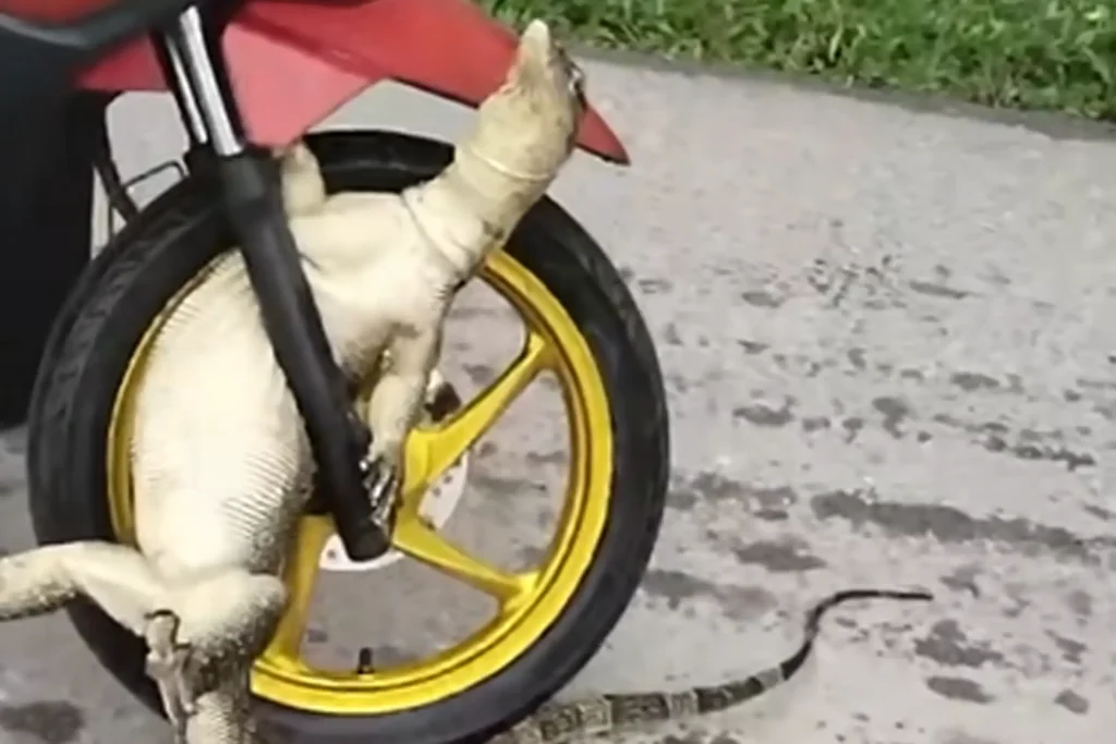 Biawak Tersangkut di Motor