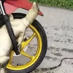 Biawak Tersangkut di Motor