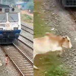 Video Sapi Selamatkan Anak di Dekat Rel Kereta