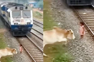 Video Sapi Selamatkan Anak di Dekat Rel Kereta